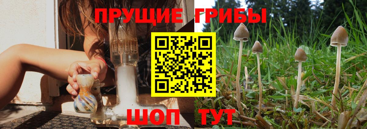 Псилоцибиновые грибы прущие грибы  купить наркотик  Курчалой  Вход с VPN 
